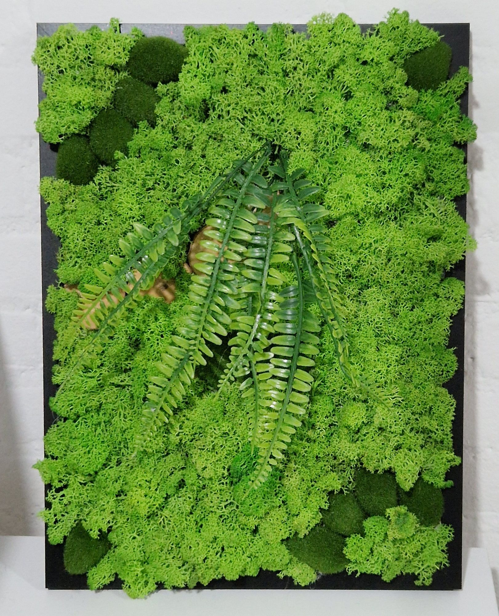 Wanddecoratie van rendiermos met varens in zwarte lijst