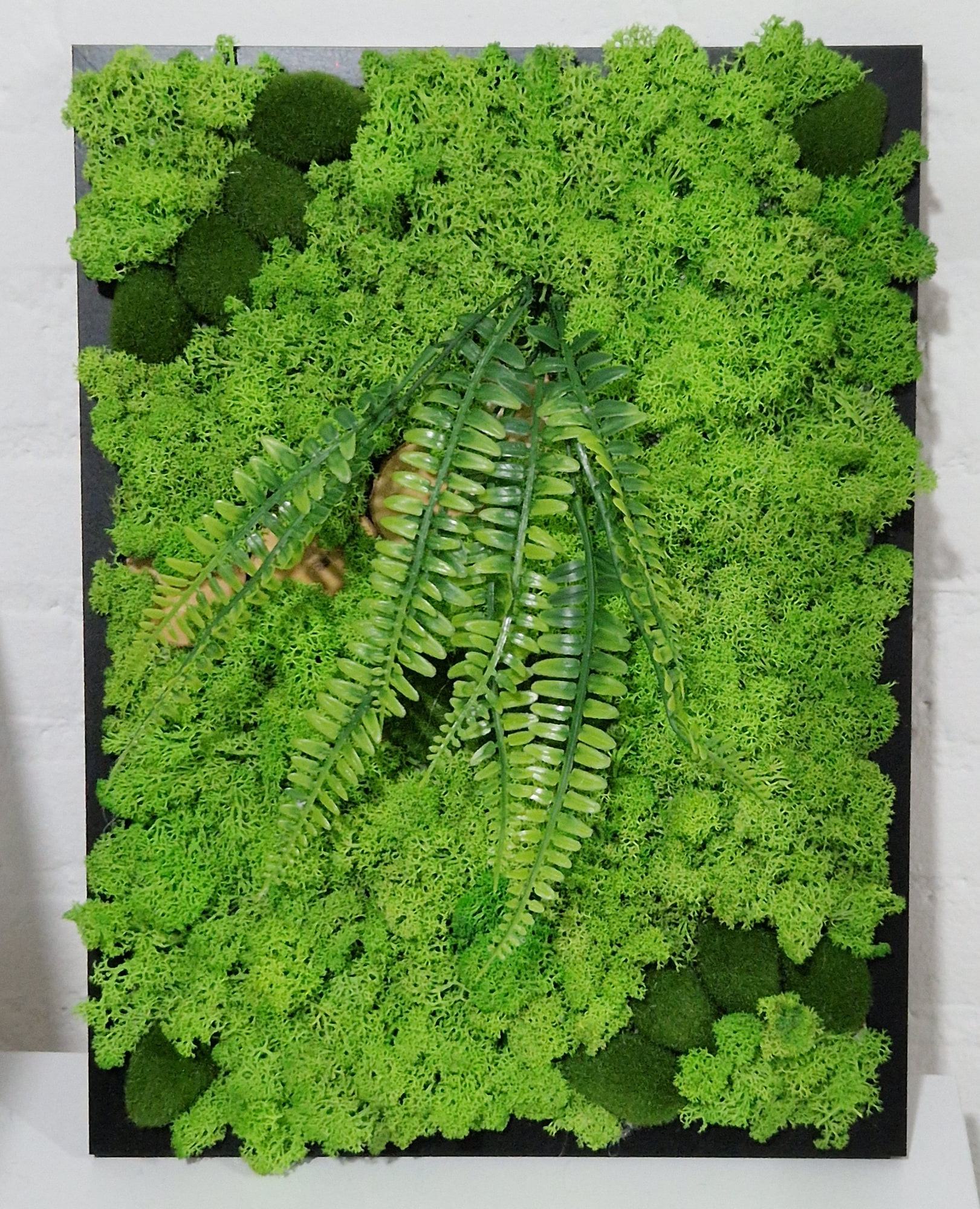 Wanddecoratie van rendiermos met varens in zwarte lijst